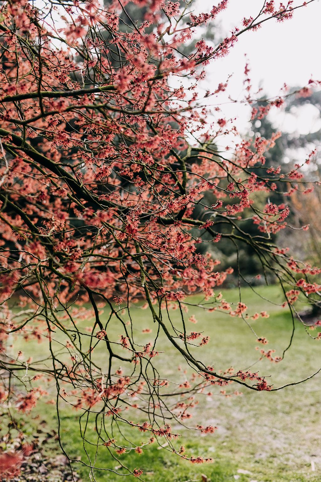 Hamamelis x intermedia ‘Ruby Glow a plant selected by Antoine Kort who started the original collection in the 19th century.