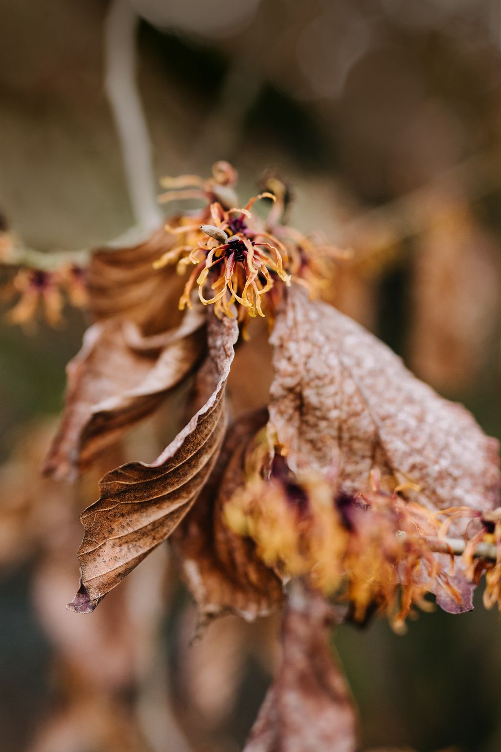 Image may contain Plant Leaf Nature Outdoors Ice Animal Bee Invertebrate Honey Bee Insect Pollen and Vegetation