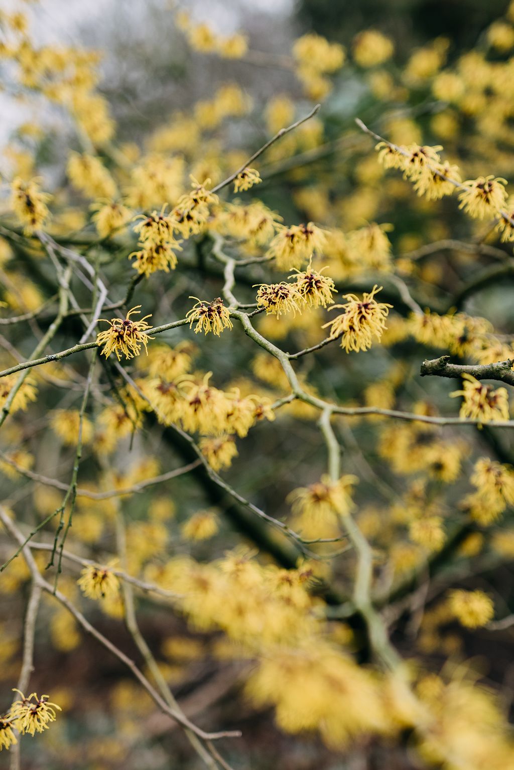 Hamamelis x intermedia ‘Barmstedt Gold is a popular widely available variety with richly fragrant lemonyellow flowers.