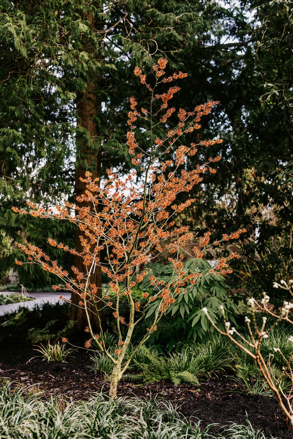 One of the best loved and oldest of the x intermedia cultivars ‘Jelena was introduced by the De Belders in 1954 and has...