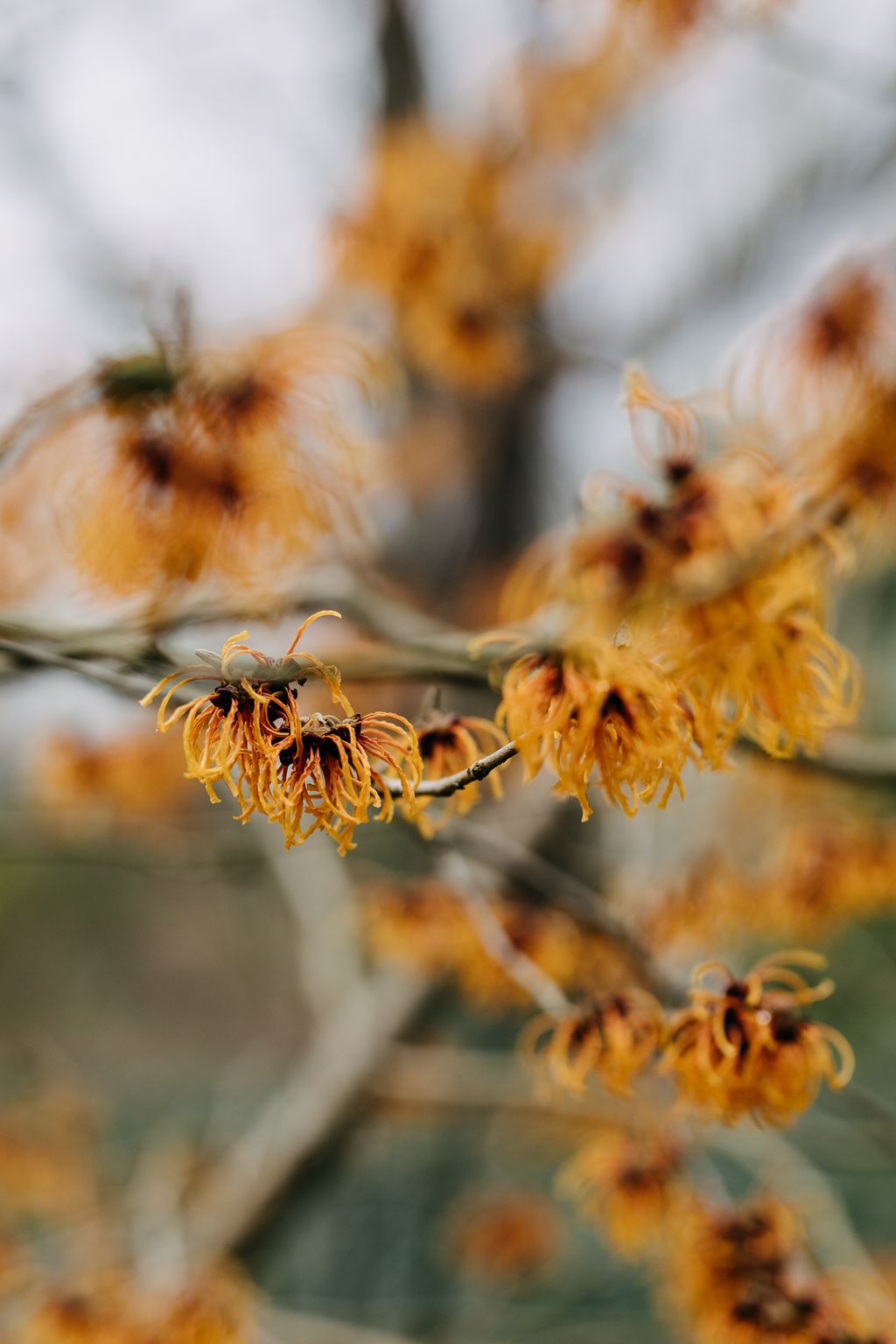 Image may contain Plant Animal Bee Invertebrate Honey Bee Insect Pollen and Tree