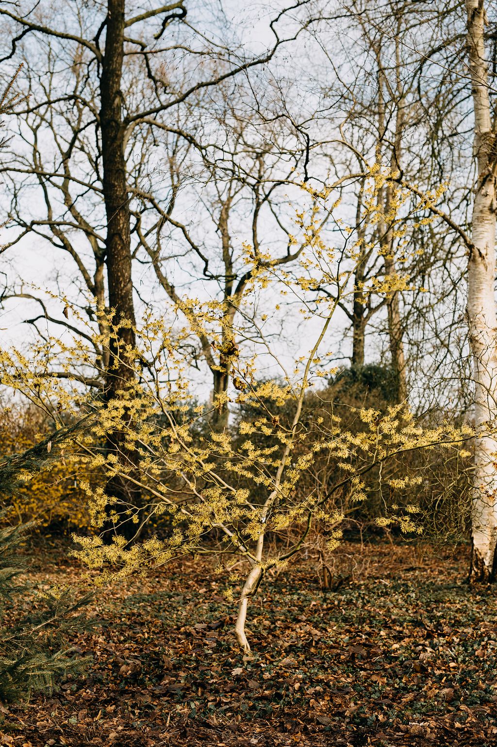 ‘Amanon is another rare cultivar with pale yellow flowers.