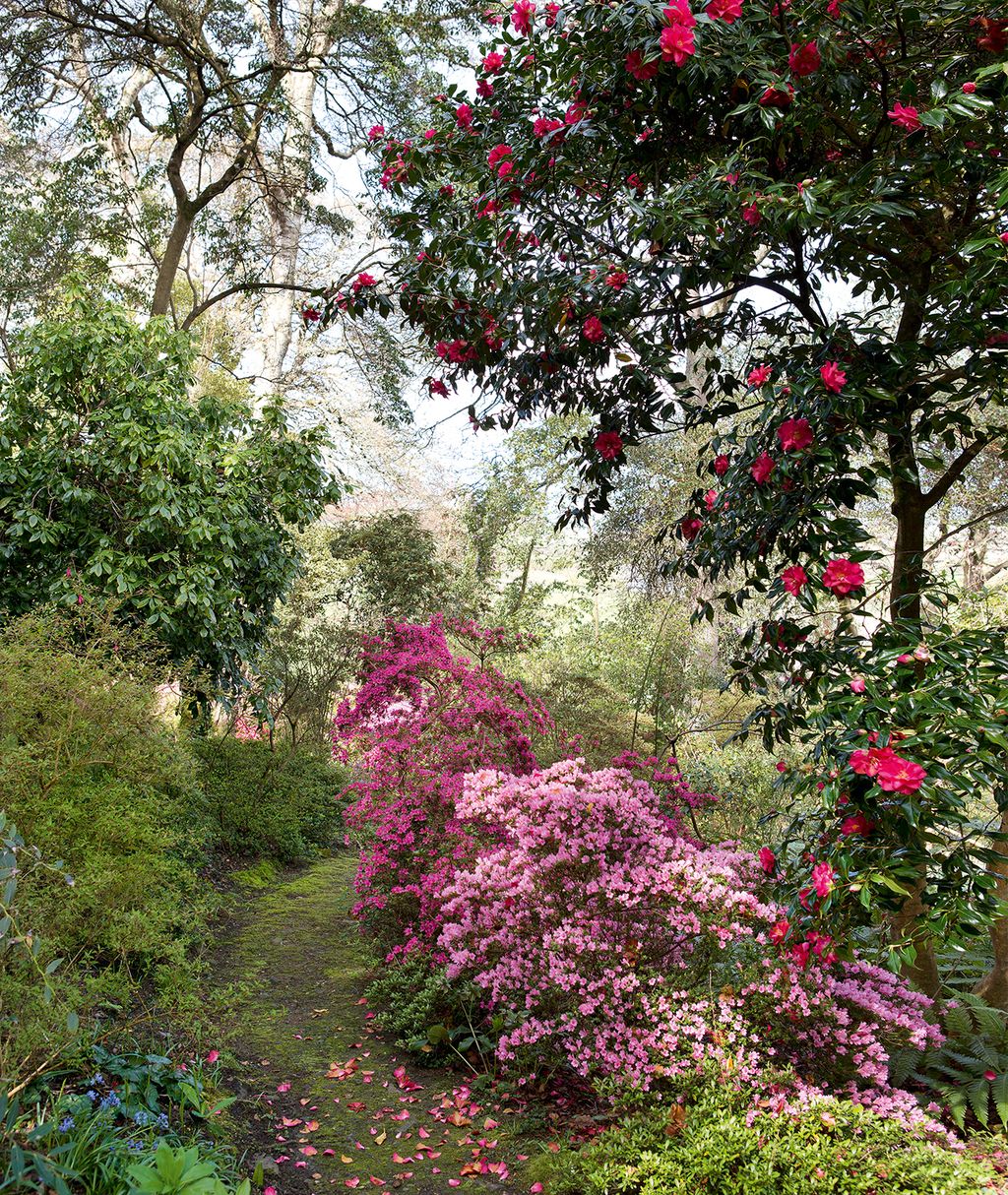 Image may contain Garden Arbour Outdoors Plant Flower Blossom and Tree