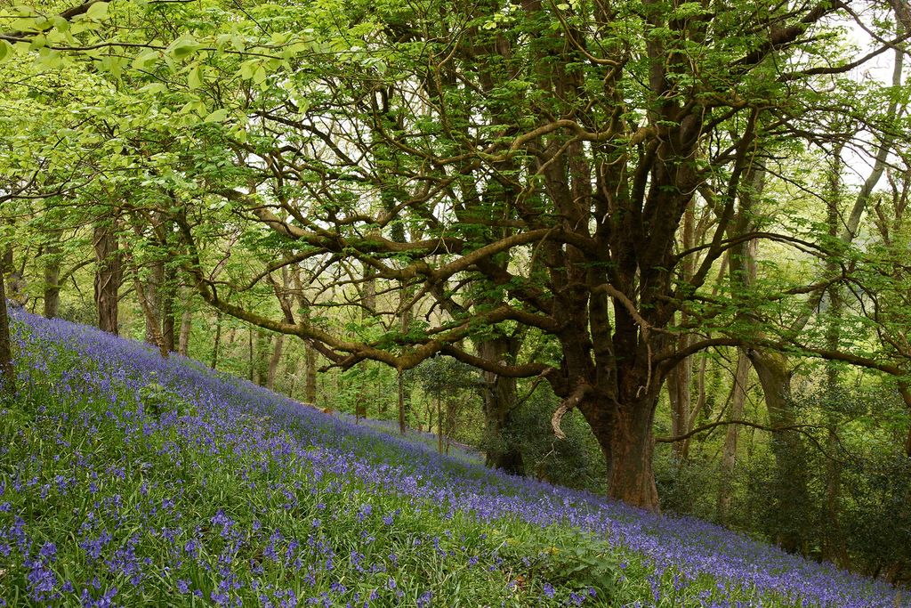 Woodland Traditional Cornwall House | Real Homes