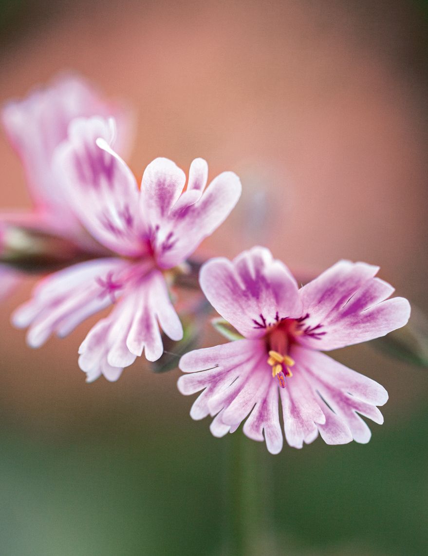 Species hybrid P. caffrum ‘Diana.