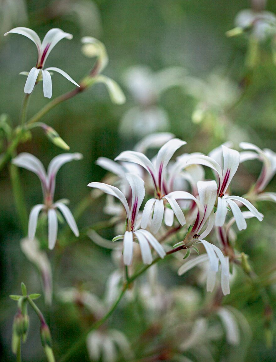 Image may contain Plant Flower Blossom Amaryllidaceae and Geranium