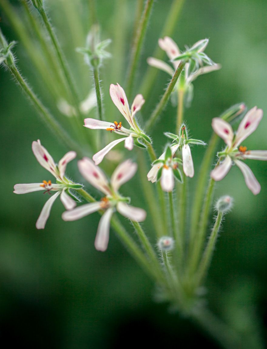 P. appendiculatum has starlike blooms.