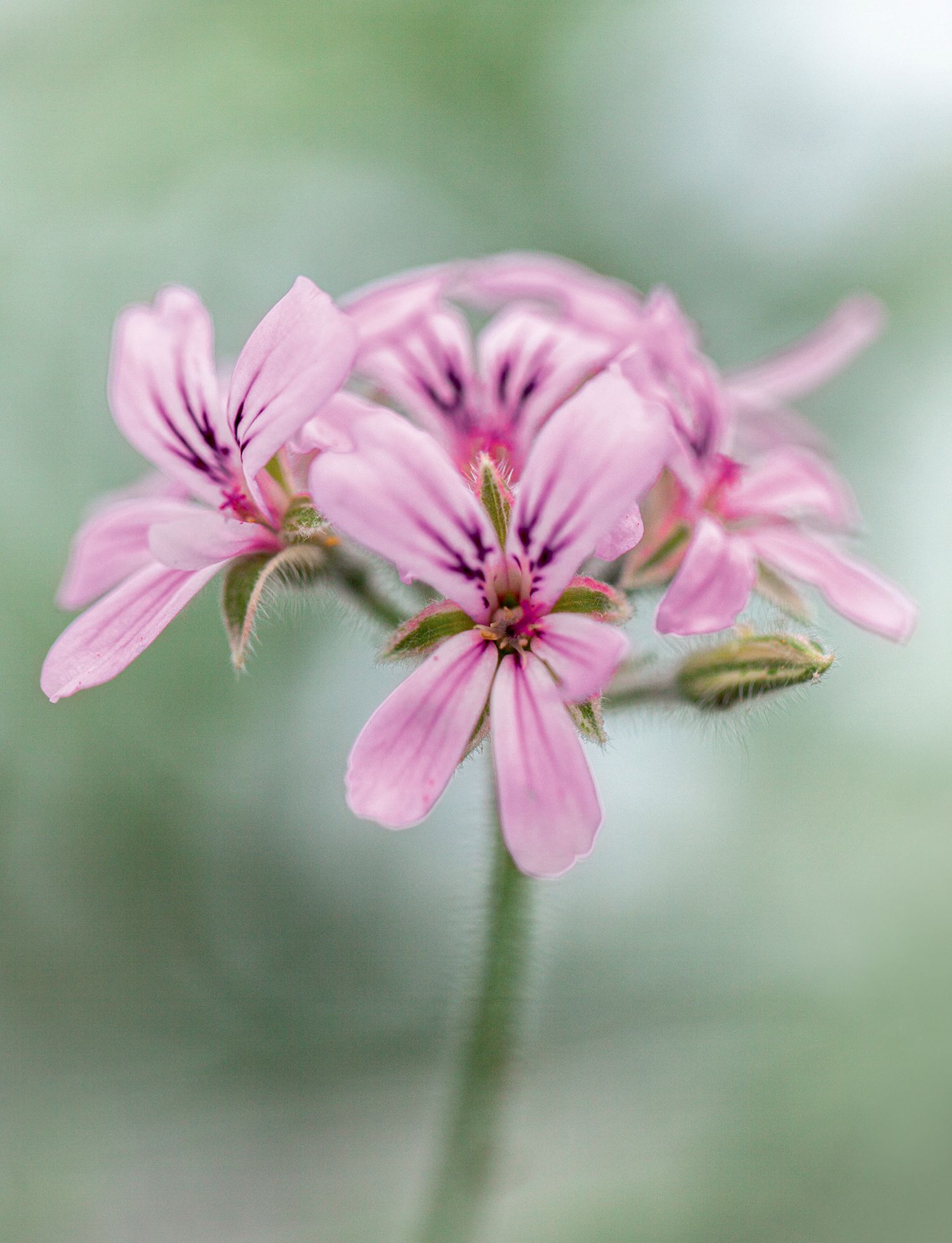 P. ‘Grey Lady Plymouth is a scentedleaved variety with soft pink blooms upright growth and silvergrey leaves.