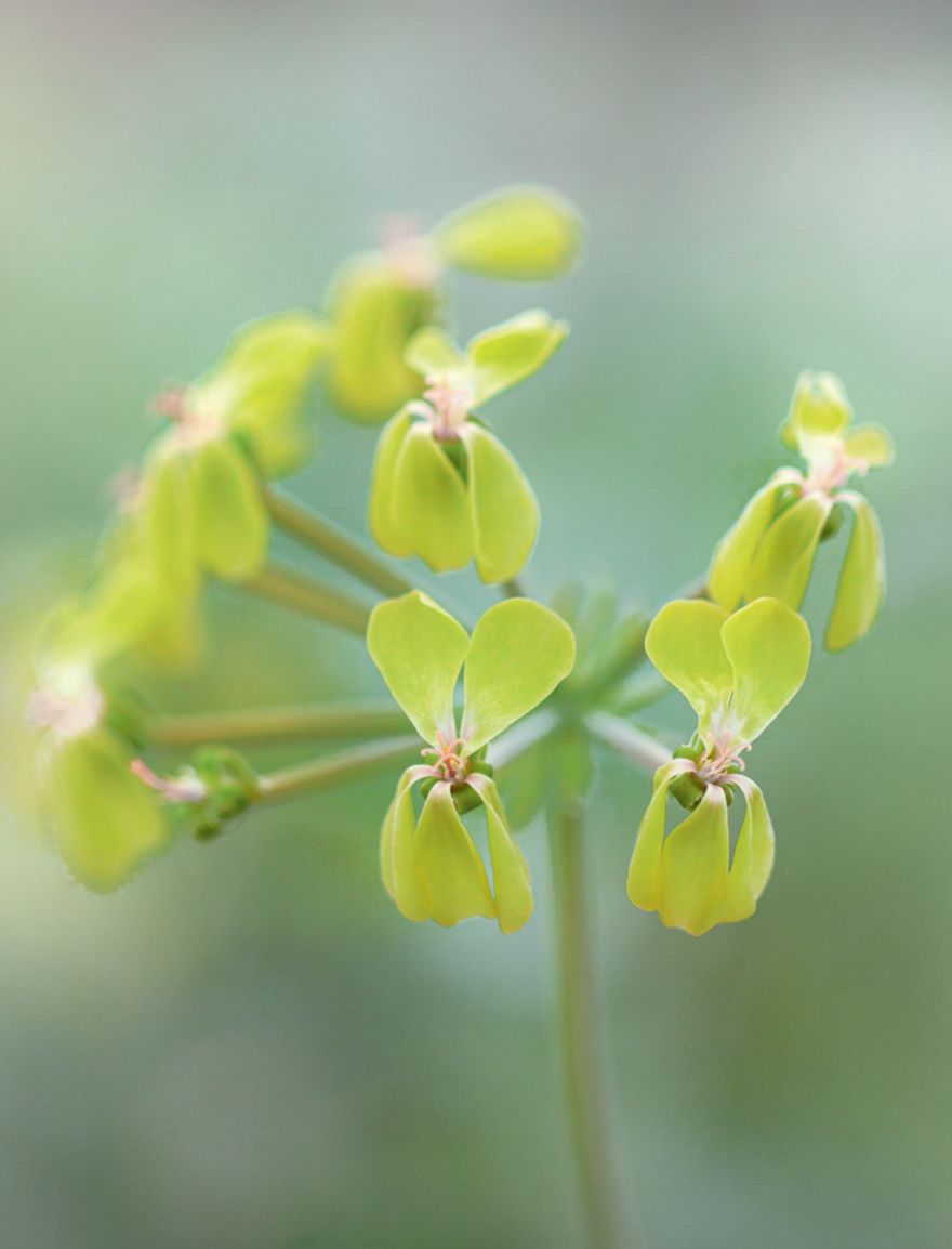 Image may contain Plant Anther Flower Blossom Petal Pollen and Geranium