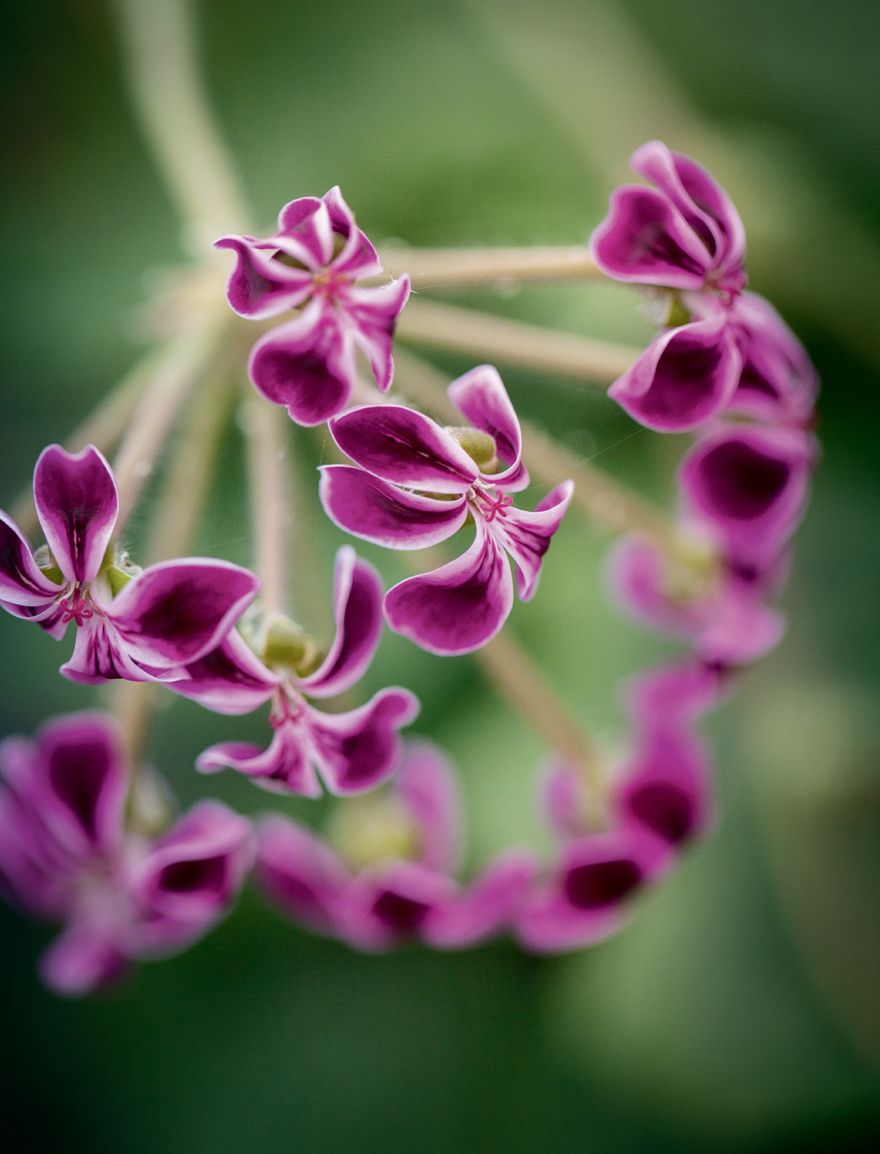 Image may contain Plant Flower Geranium and Blossom