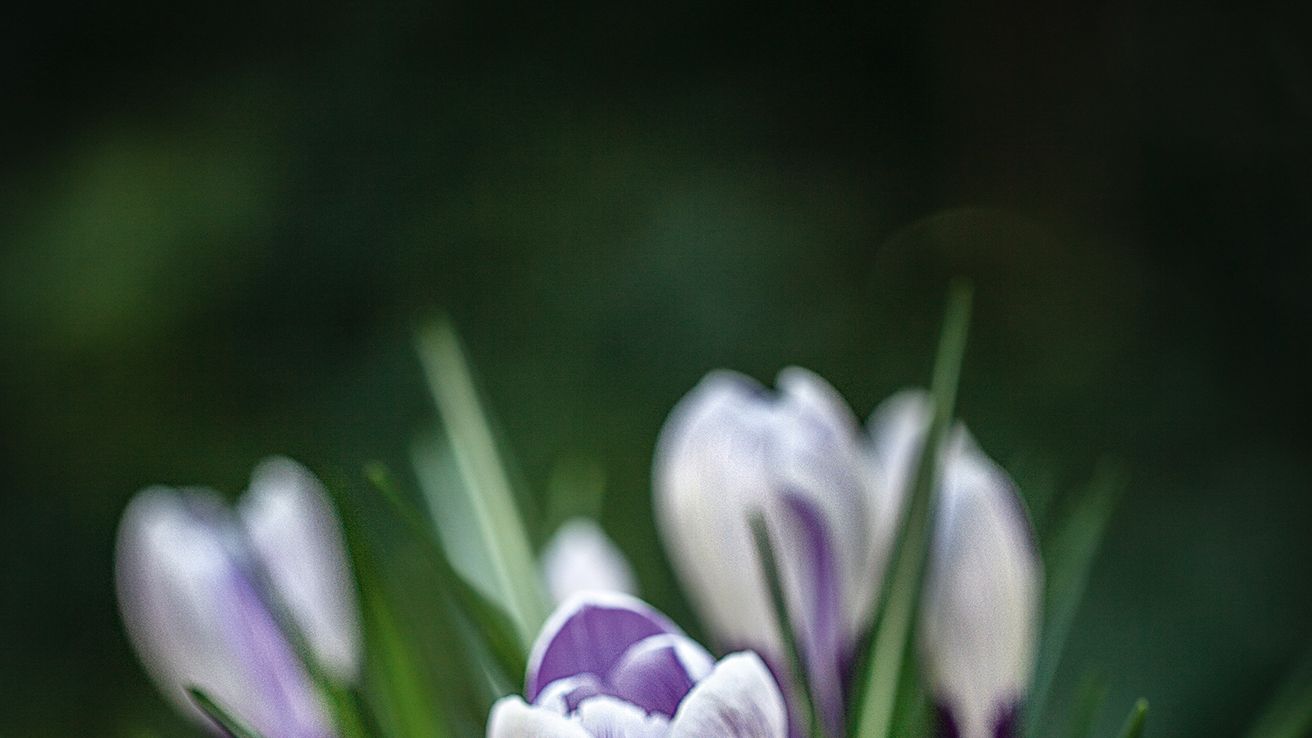 Image may contain: Plant, Flower, Blossom, Iris, Crocus, Petal, and Geranium