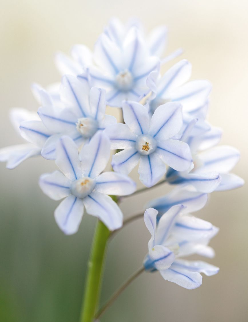 Image may contain Plant Flower Geranium and Blossom