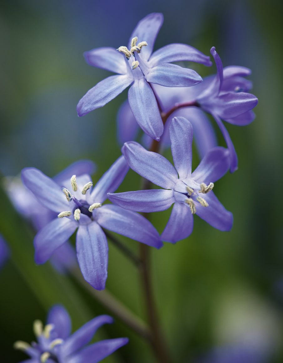 Image may contain Plant Flower Blossom Agapanthus Petal and Geranium