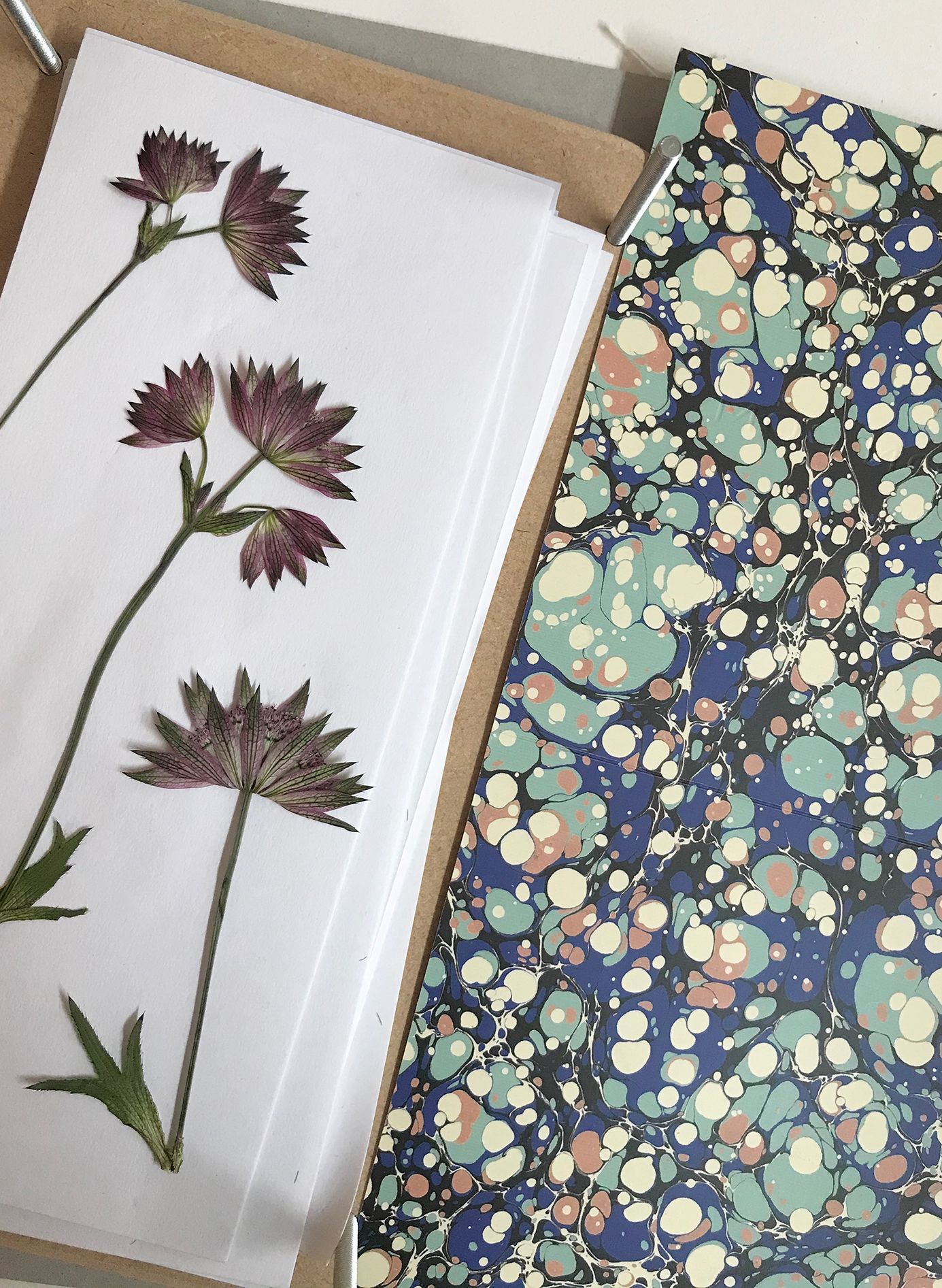 Tess Newalls guide to pressing flowers for a charming framed display