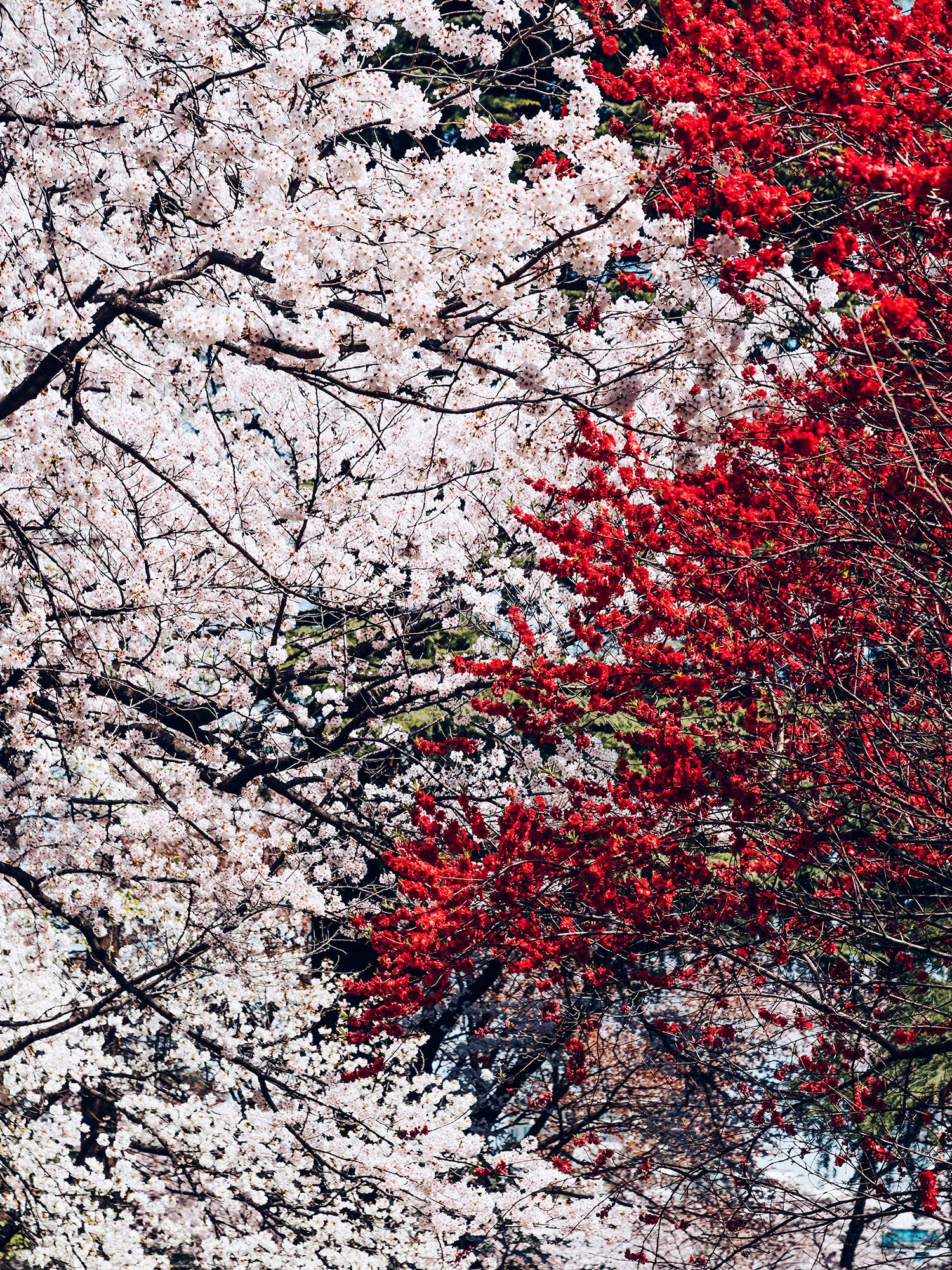 Image may contain Plant Tree Flower and Blossom