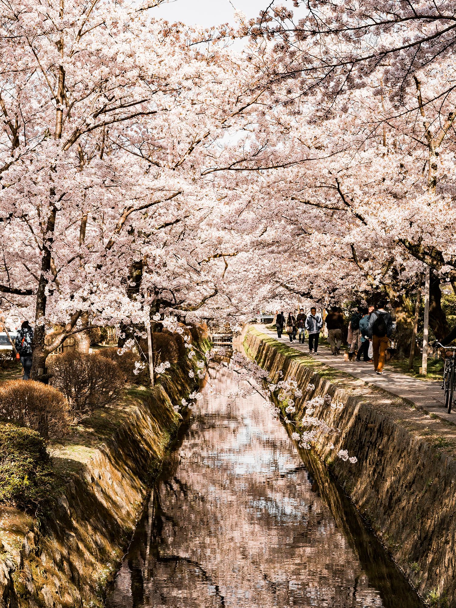Image may contain Human Person Plant Flower Blossom and Cherry Blossom