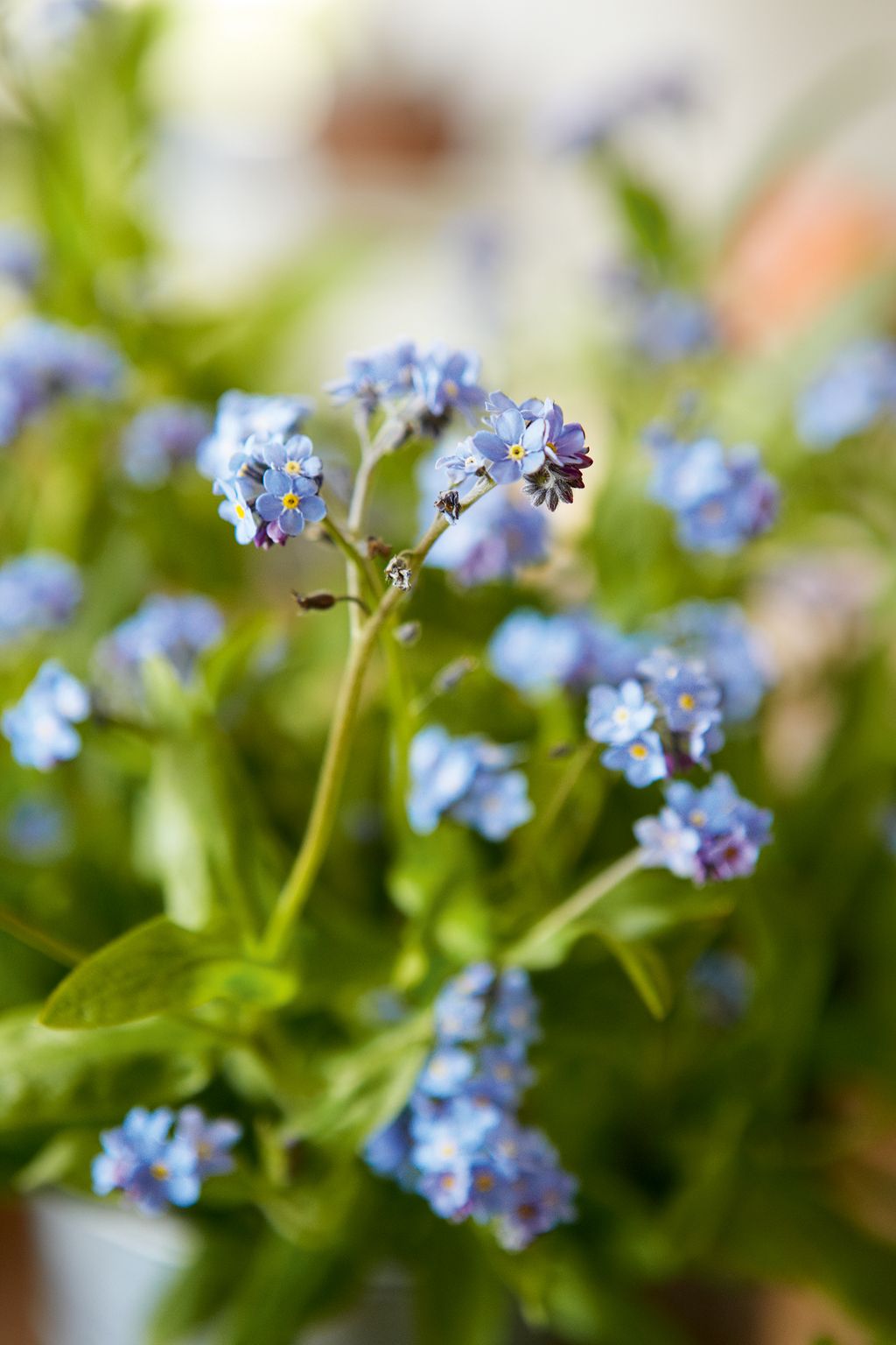 Image may contain Plant Flower Blossom Iris Geranium Animal Bee Invertebrate Honey Bee Insect Pollen and Petal