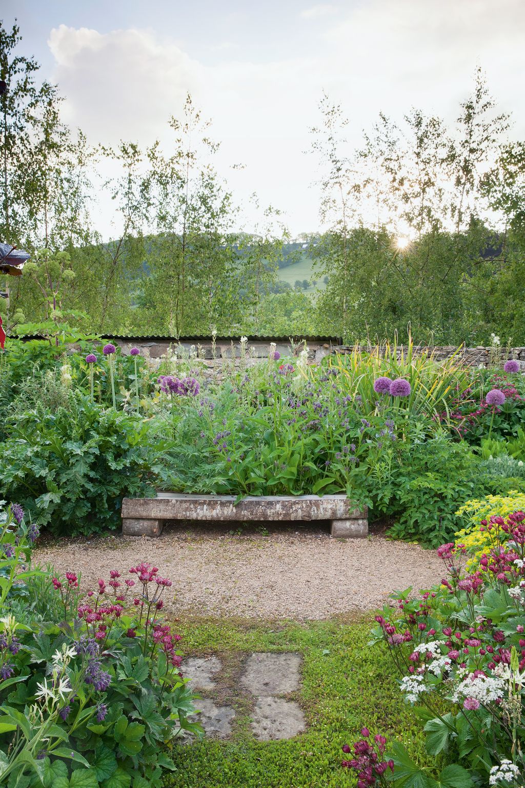 Silver birches are the backdrop to a seat in the walled garden surrounded by alliums with Astrantia major ‘Claret in the...