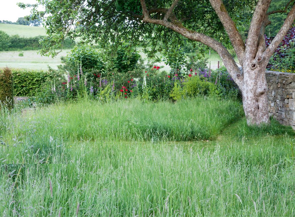 Image may contain Plant Outdoors Grassland Field Tree Grass Nature and Countryside