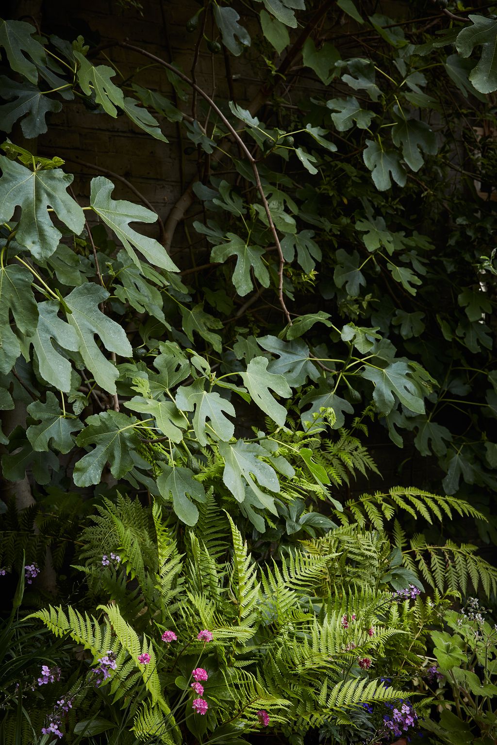 Image may contain Plant Leaf and Fern