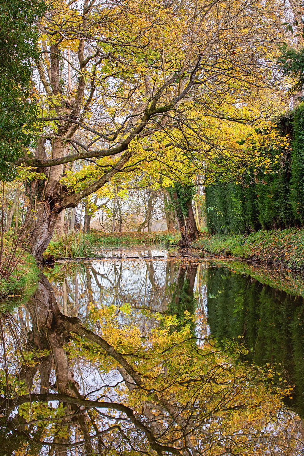 Image may contain Outdoors Nature Land Tree Plant Water Forest Vegetation Woodland Grove and Tree Trunk