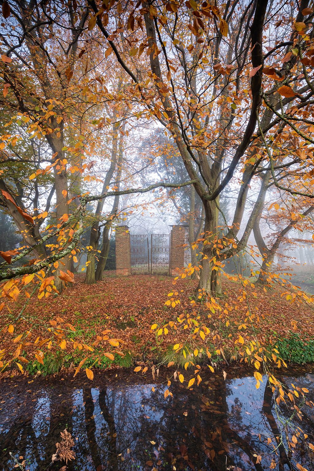Image may contain Plant Tree Tree Trunk and Leaf