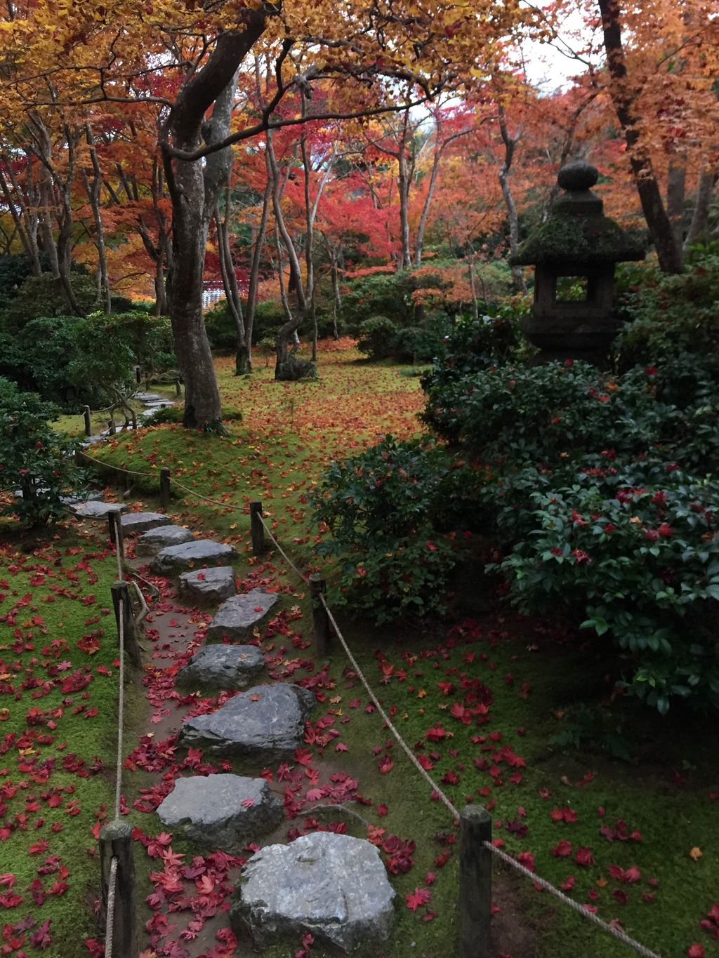 Image may contain Flagstone Plant Tree and Leaf