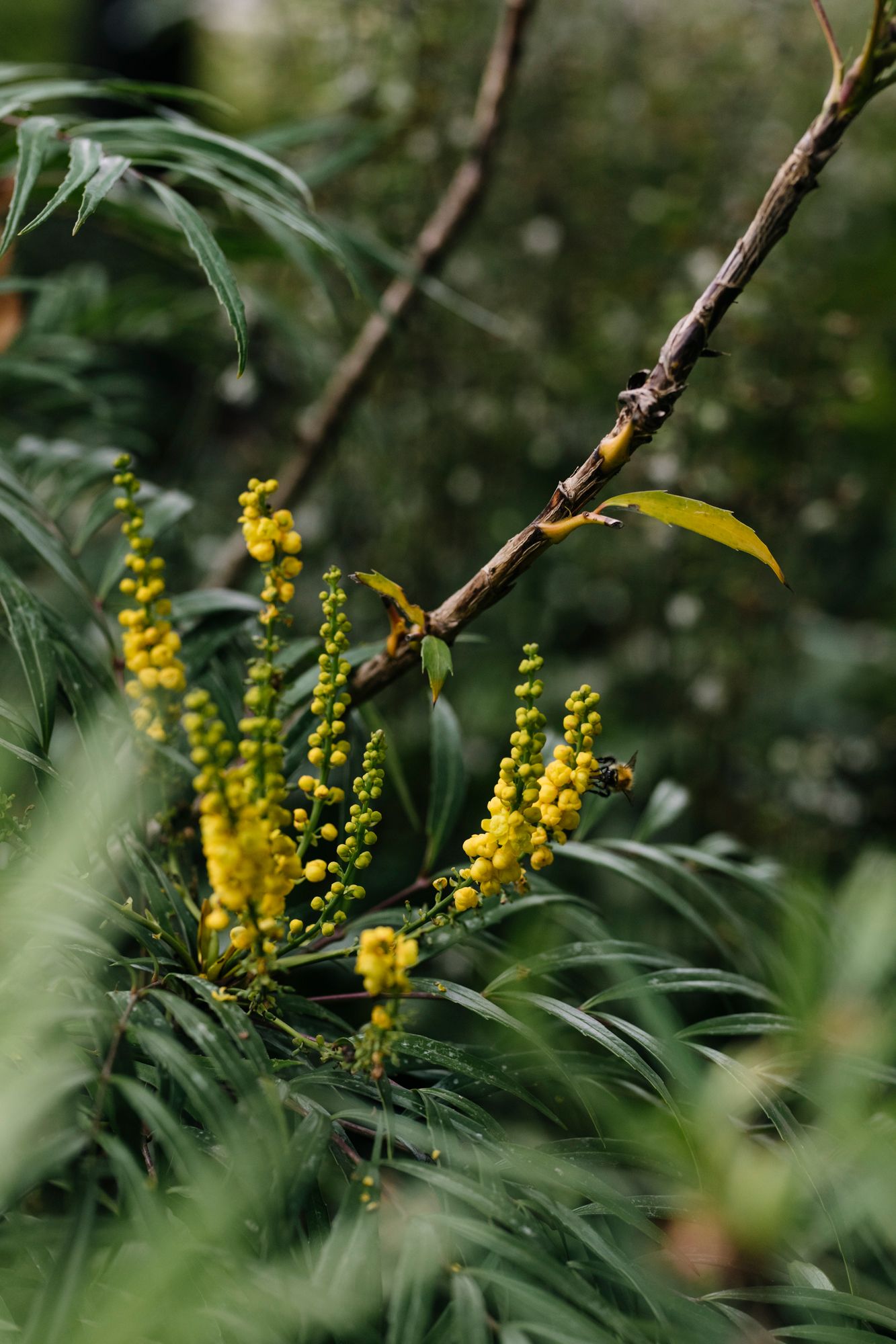 Mahonia ‘Soft Caress in the MampG Garden at the 2021 Chelsea Flower Show designed by Harris Bugg