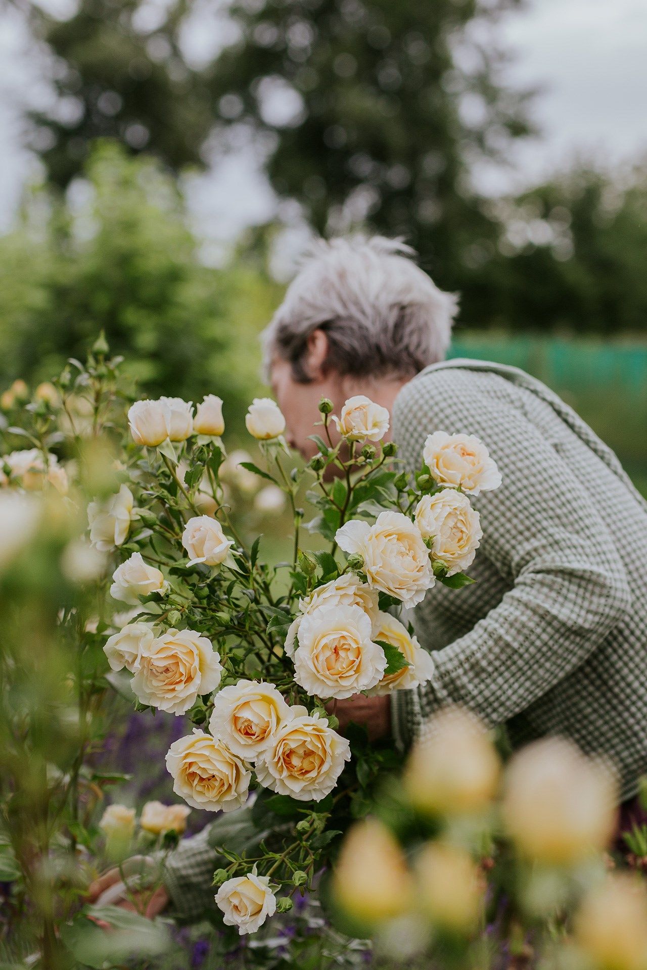 Rachel picking 'Irish Hope'