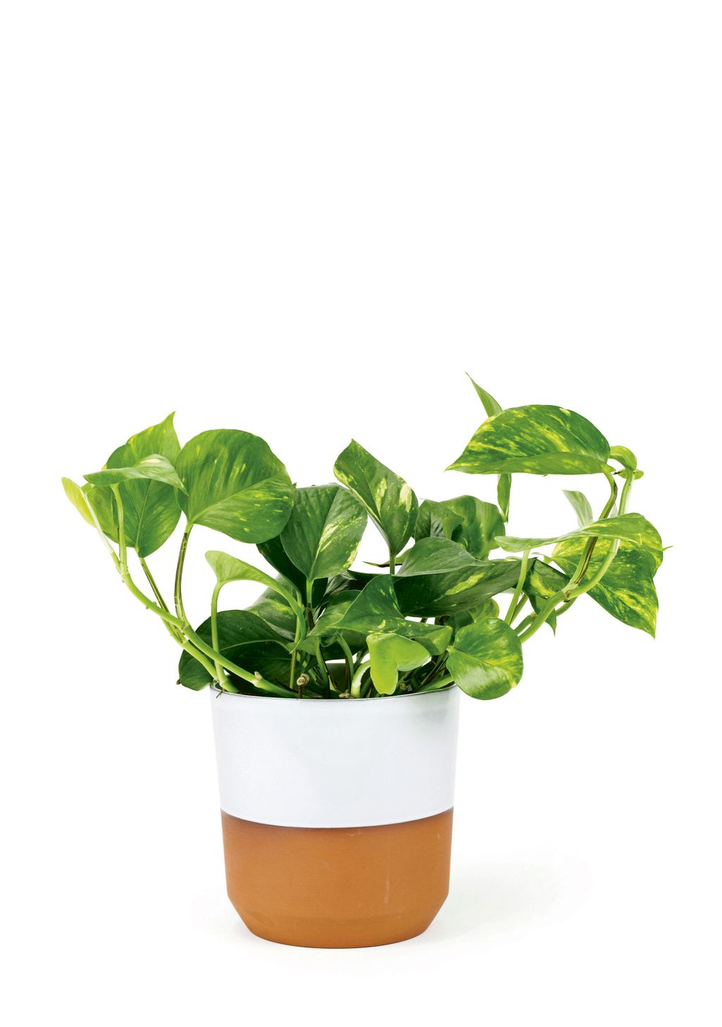 Image may contain Plant and Leaf