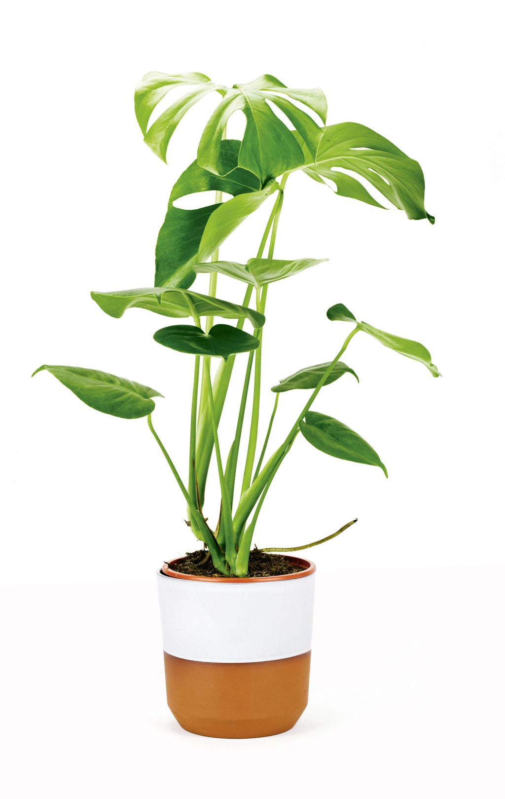 Image may contain Plant Leaf Flower and Blossom