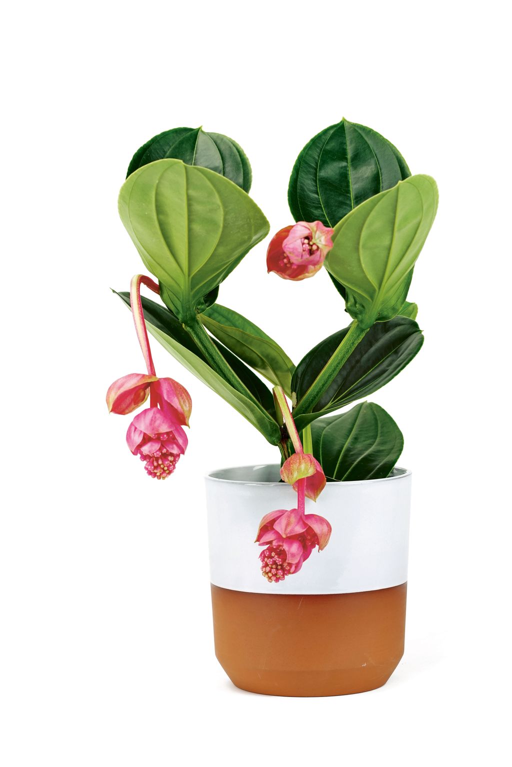 Image may contain Plant Flower Blossom Petal and Leaf