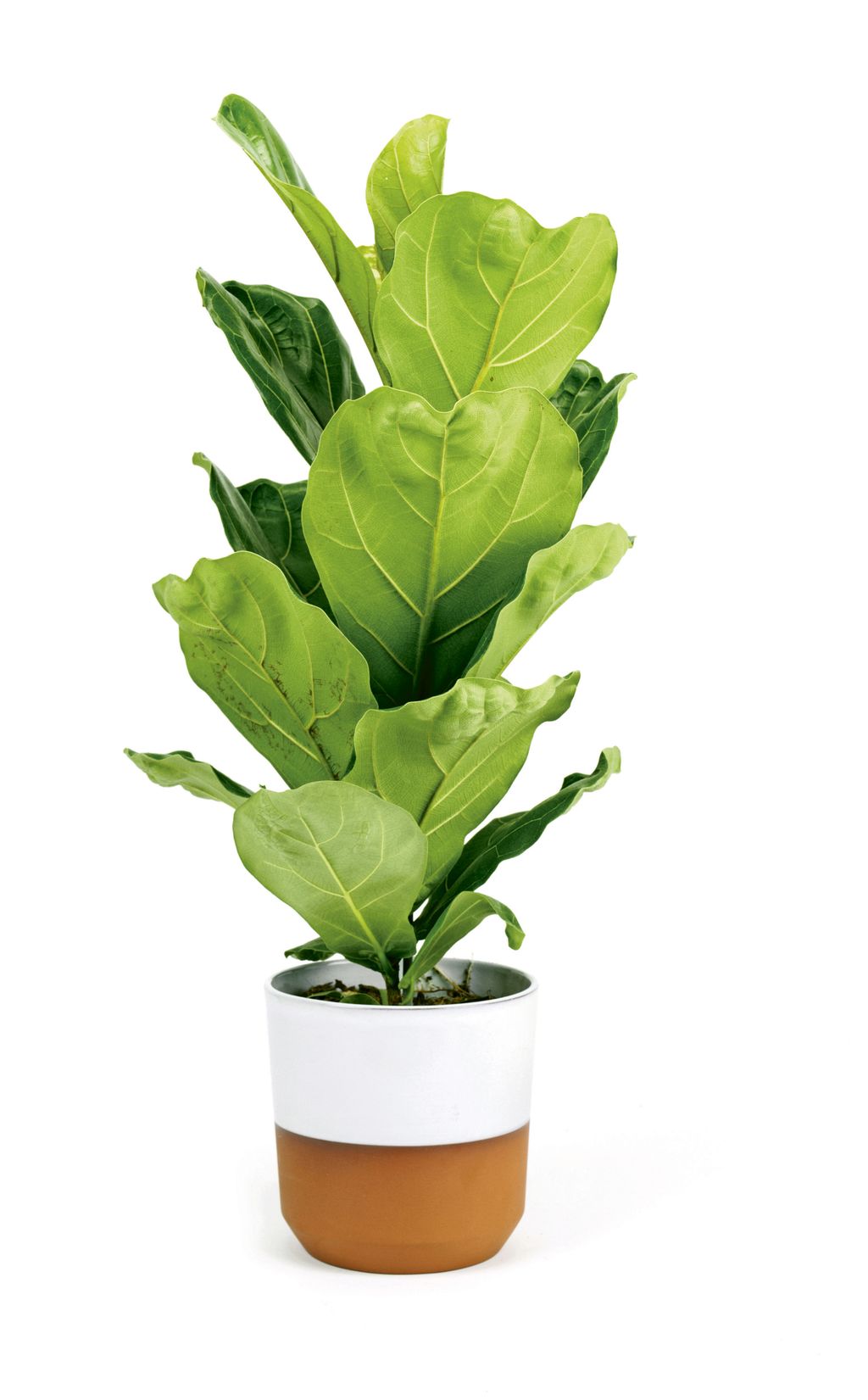 Image may contain Plant and Leaf