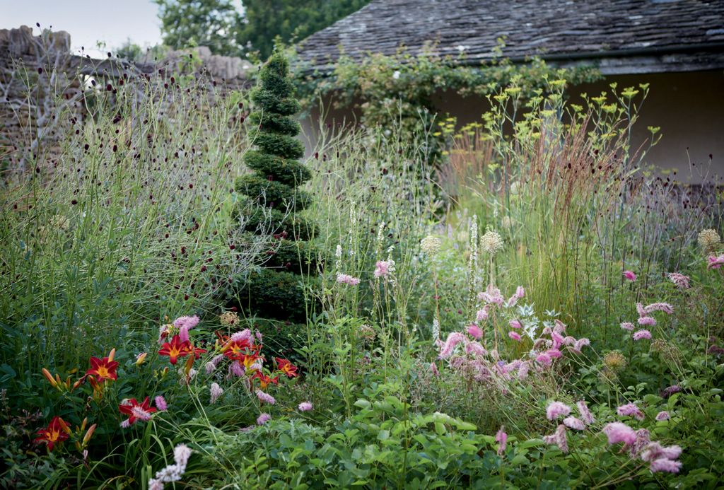 A yew spiral emerges from clouds of maroon Sanguisorba officinalis and pink S. obtusa with red Hemerocallis ‘Stafford...