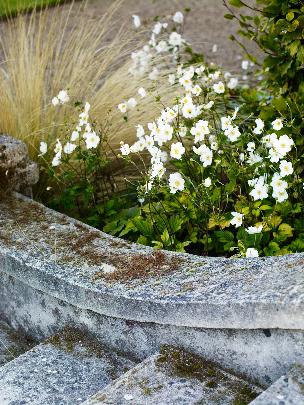 Image may contain Plant Flower Blossom Geranium Vase Pottery Potted Plant Jar and Petal