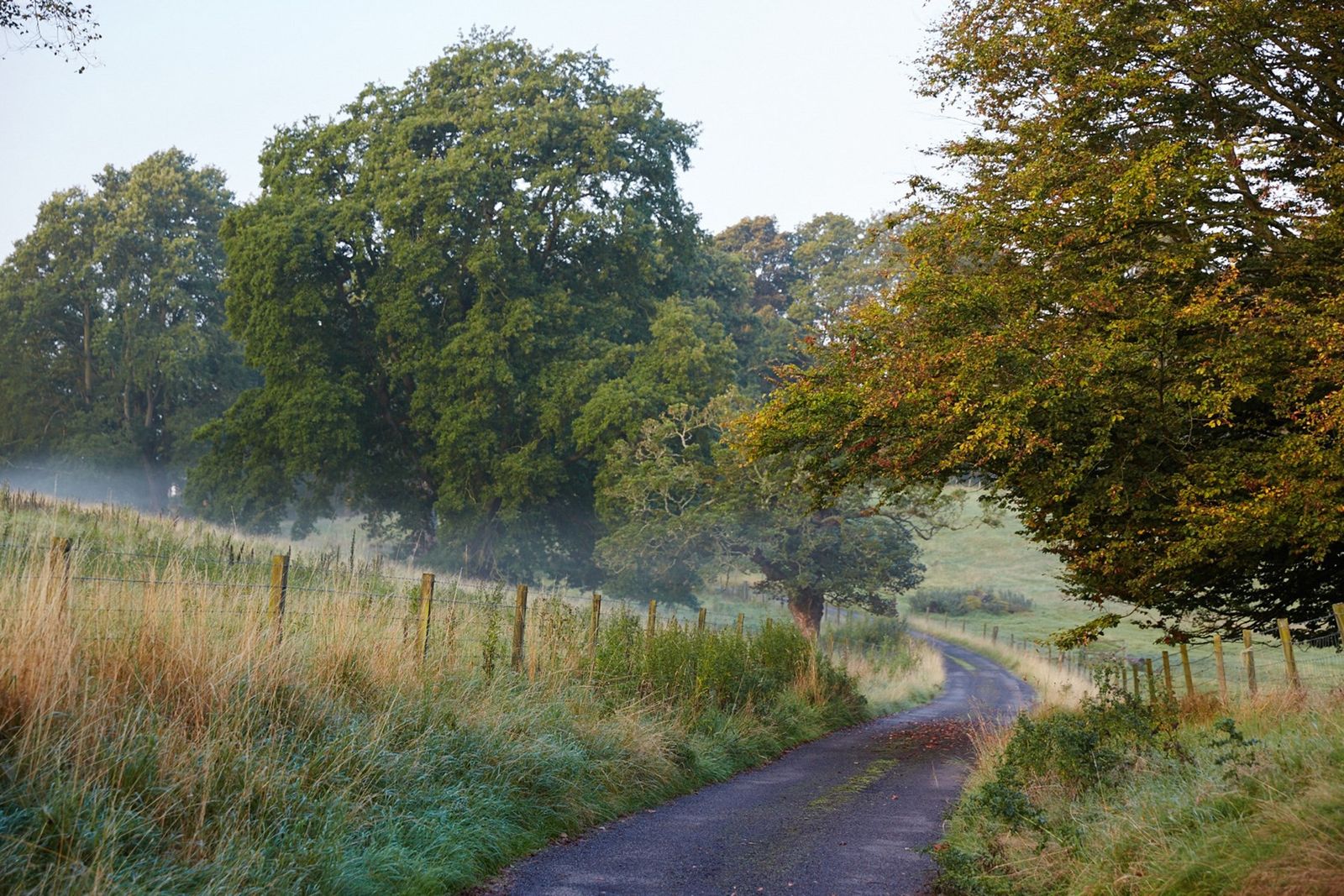 Image may contain Tree Plant Nature Road Outdoors Gravel and Dirt Road