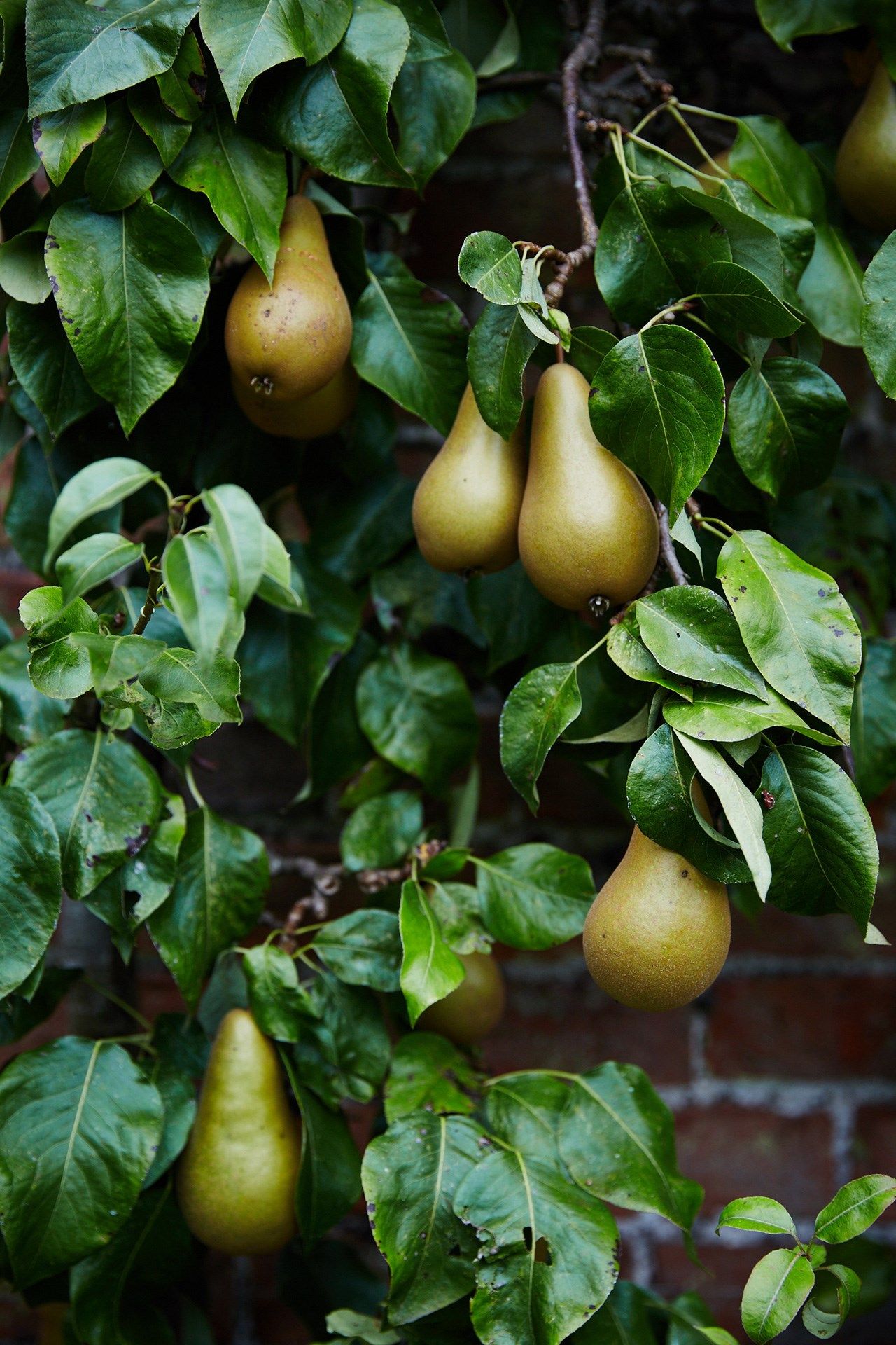 Image may contain Fruit Plant Food and Pear