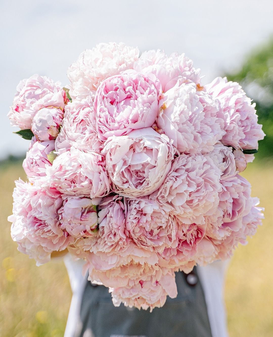 Image may contain Plant Flower Blossom Carnation Rose and Peony