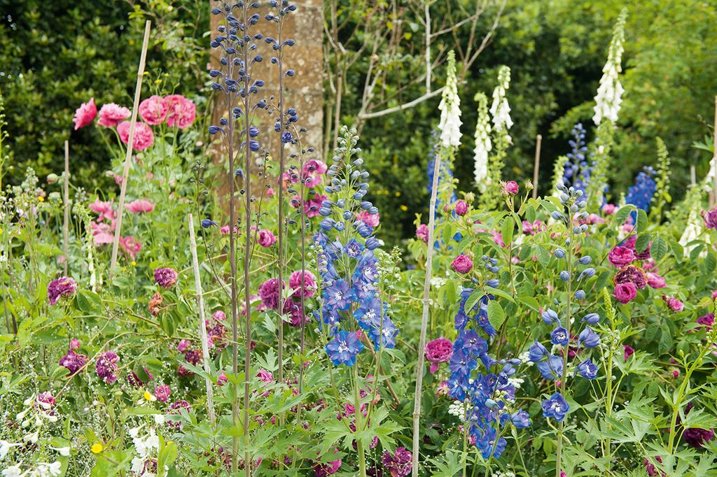 Poppies delphiniums and Rosa ‘Cardinal de Richelieu.