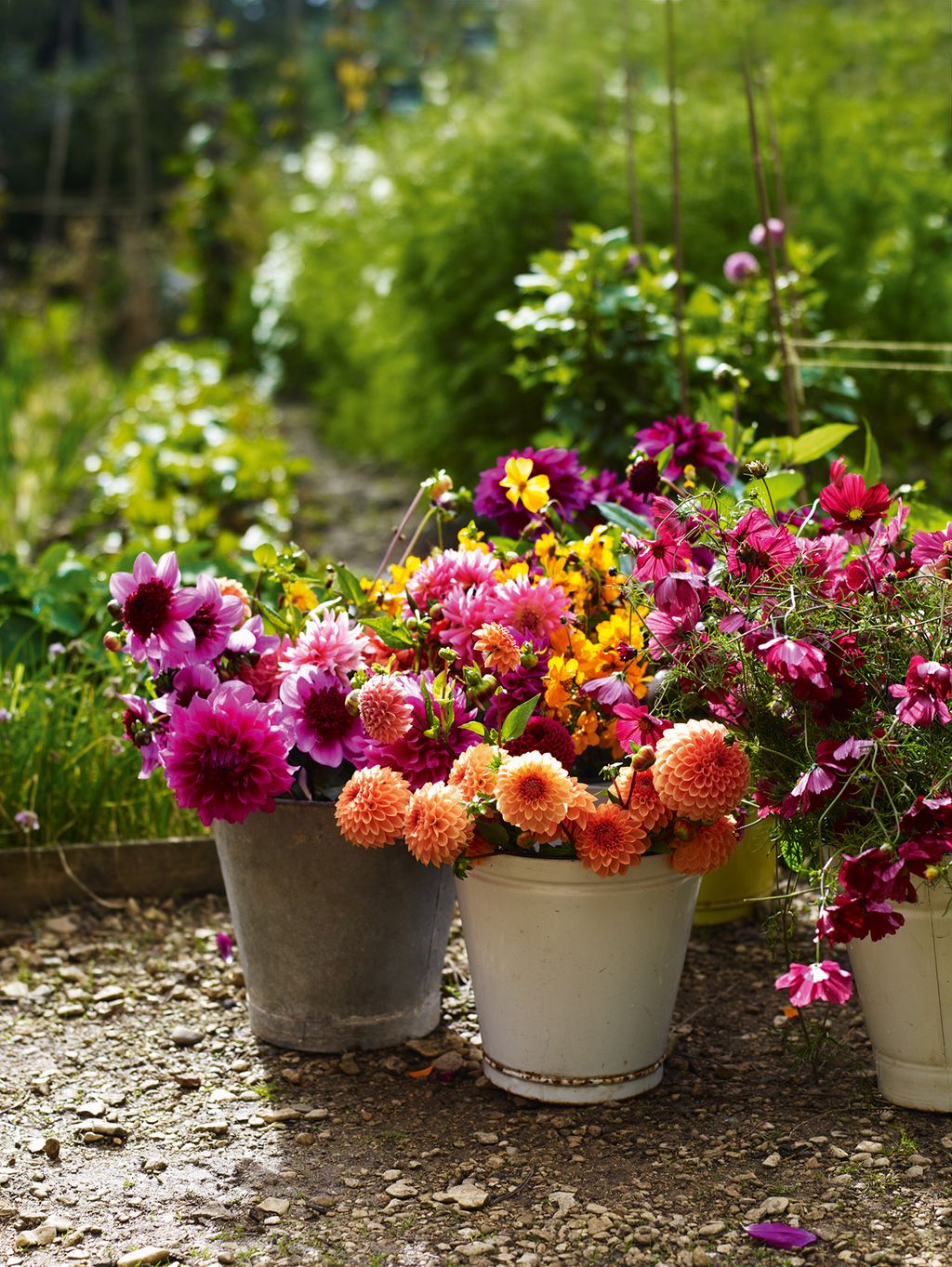 Image may contain Plant Flower Blossom Flower Arrangement Flower Bouquet and Geranium