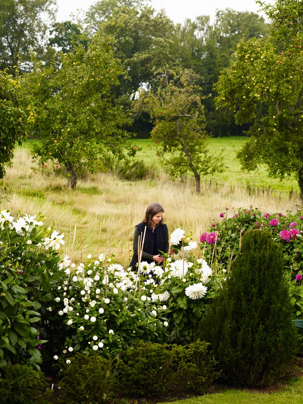 Henrietta picking white ‘Fleurel and pink ‘Elma E dahlias in the dahlia border in the orchard