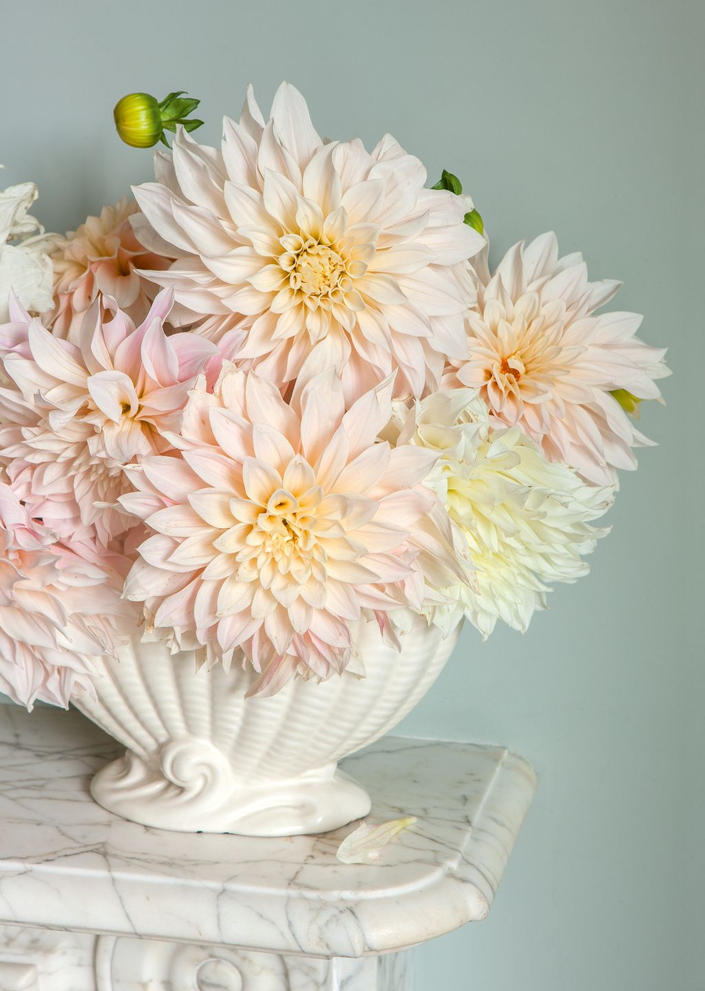 Dahlia ‘Caf au Lait in a vintage vase.