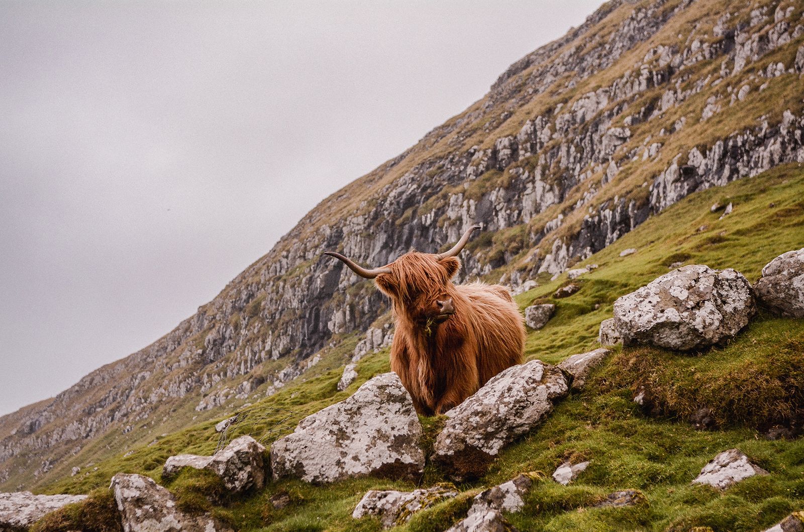 Image may contain Animal Mammal Cattle Yak Cow Bull Wildlife and Antelope