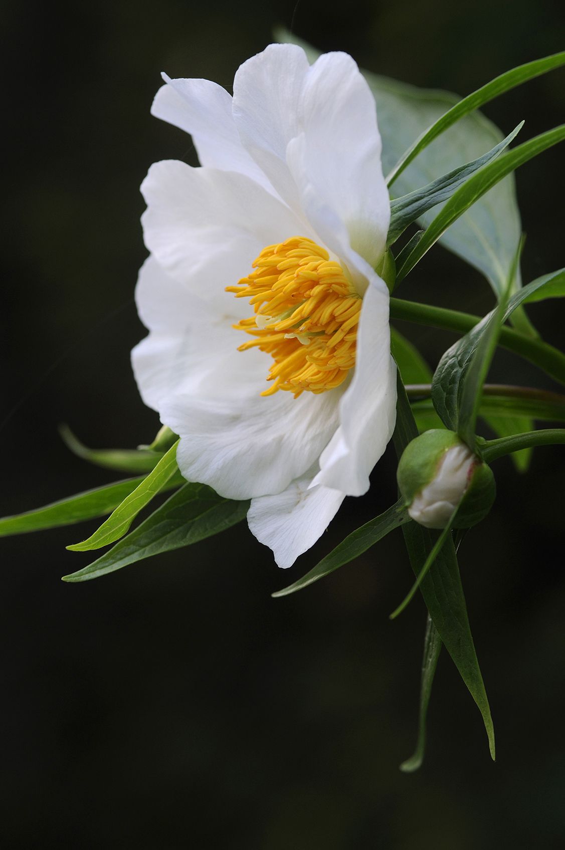 Paeonia emodi