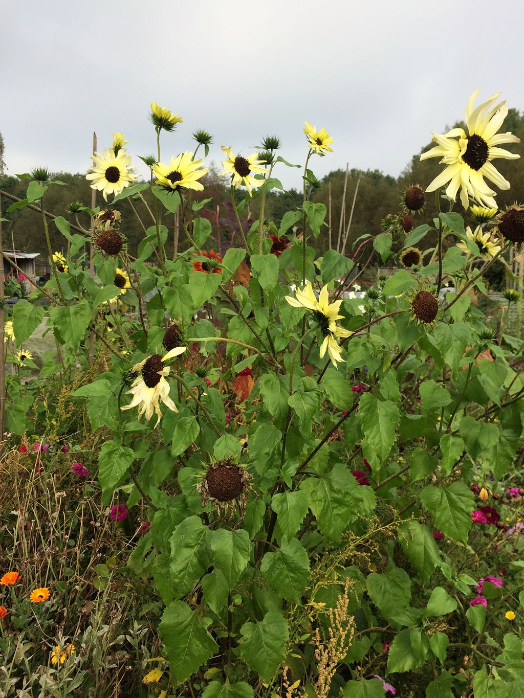 Autumn sunflowers.