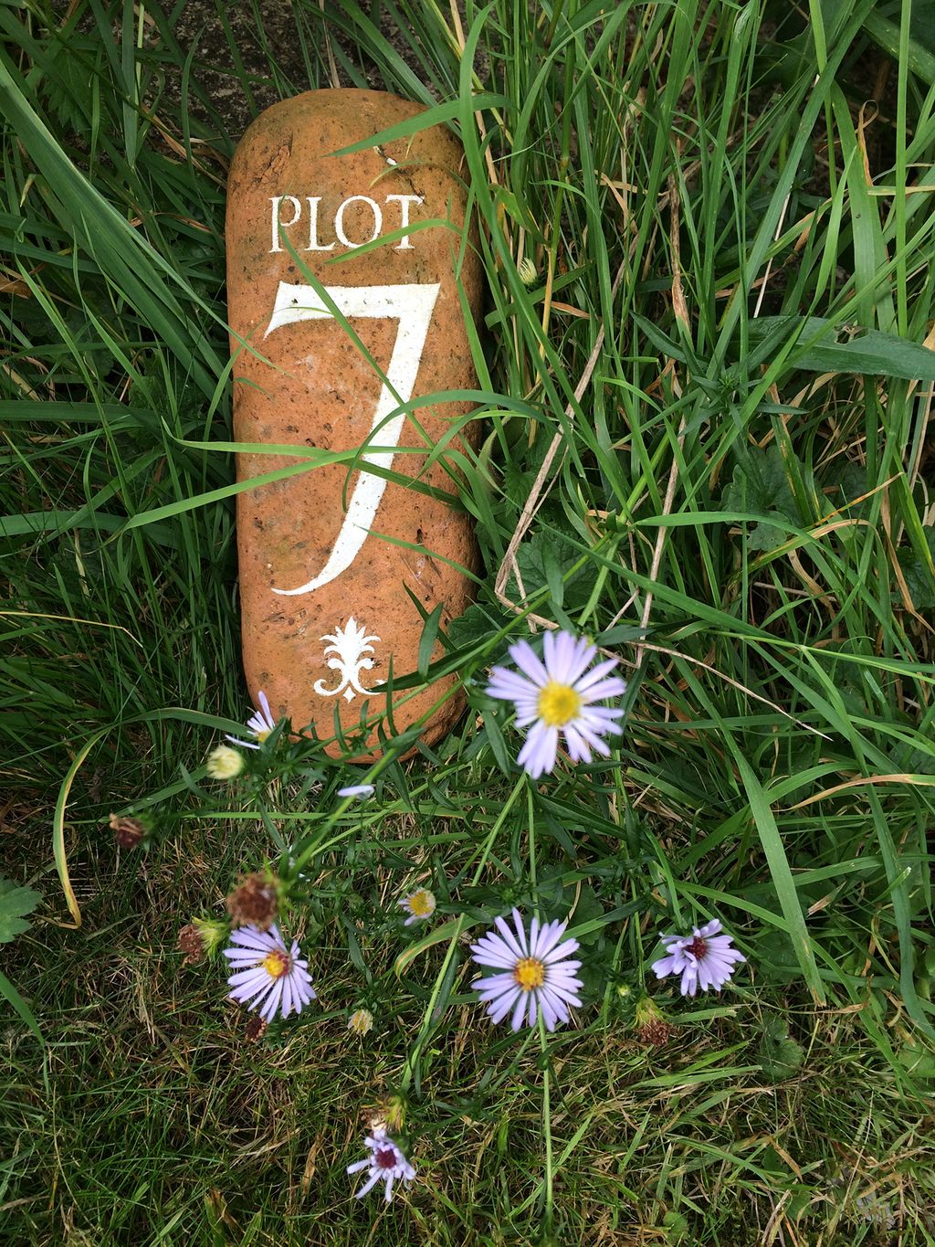 Image may contain Plant Flower and Blossom