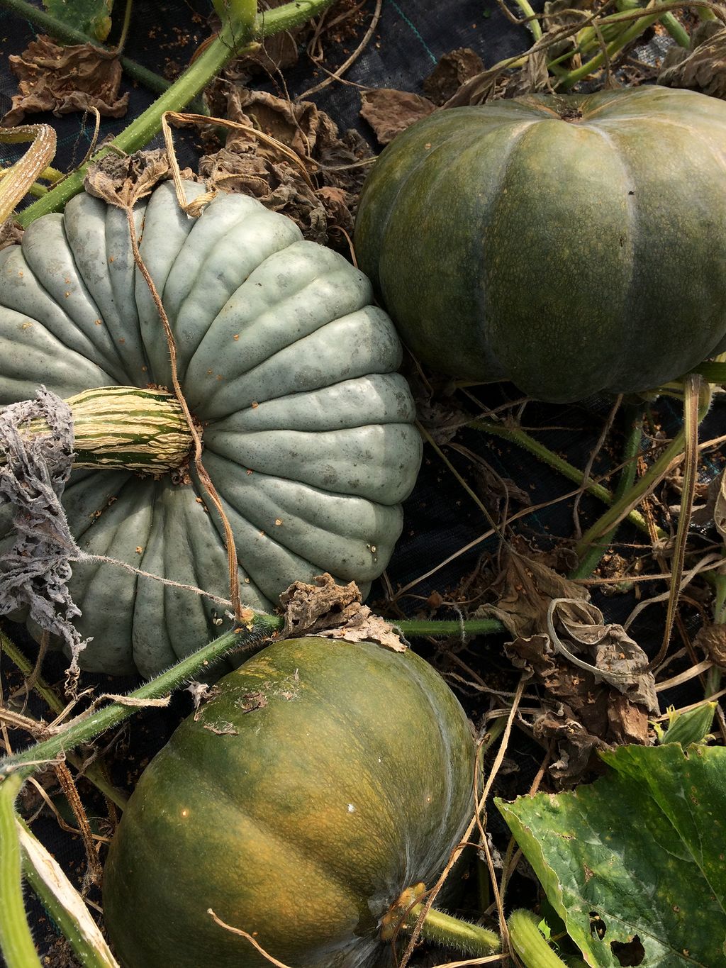 Image may contain Plant Fruit Melon Food Produce Fungus and Vegetable