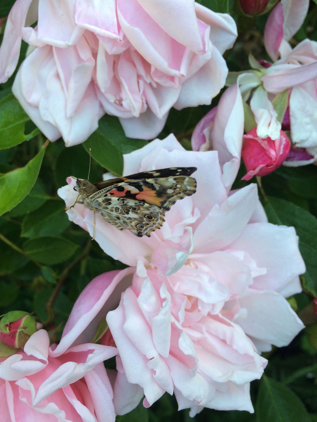 Image may contain Plant Flower Blossom Animal Invertebrate Insect Geranium Rose and Peony