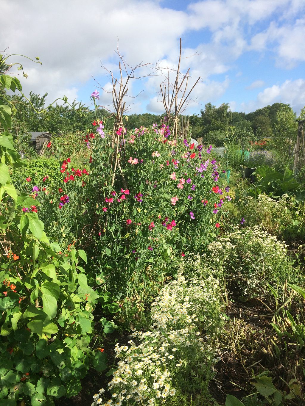 Image may contain Plant Outdoors Vase Pottery Potted Plant Jar Garden Flower Blossom Arbour Planter and Herbs