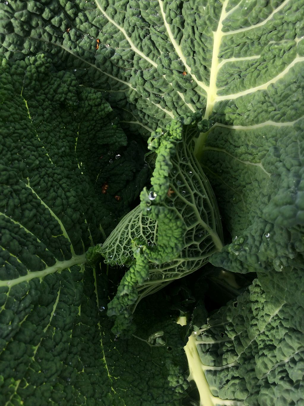 Image may contain Plant Food Cabbage Vegetable Kale Head Cabbage Produce Animal Reptile Snake and Lizard